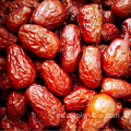 Fruta china de Jujube seca con nuevas fechas de cultivo.